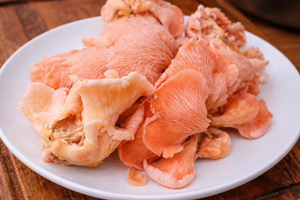 cogumelo-hiratake-1-1024x683 Tempurá de Cogumelo Hiratake: Receita Crocante e Suculenta